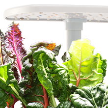 AeroGarden