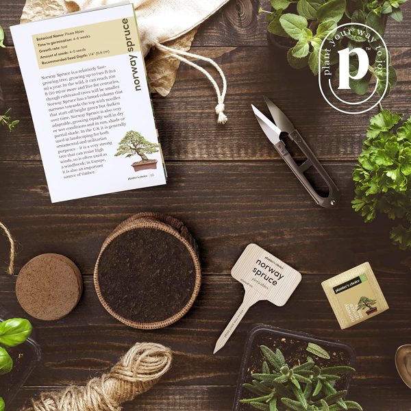 Bonsai Starter Kit - Gardening Gifts for Women & Men - Unique DIY Hobbies, Crafts Hobby Kits for Adults - Unusual Christmas Gift Ideas for Garden Plant Lovers, or Gardener Mother - Moms Craft Idea - Image 4