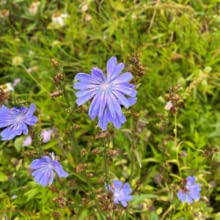 Chicory