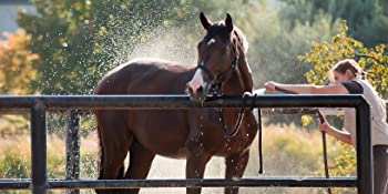 mane and tail spray