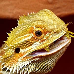 Bearded Dragon eating a Locust