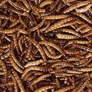 mealworms