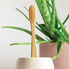 Aloe Toothbrush