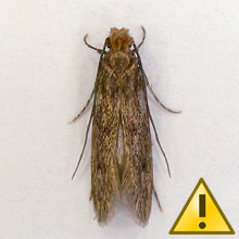 Case-bearing clothes moth