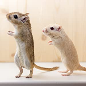 Gerbils