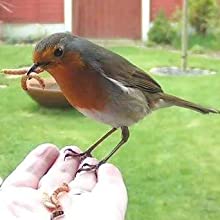 Robin Mealworm