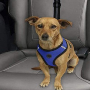 headrest dog car seat belt