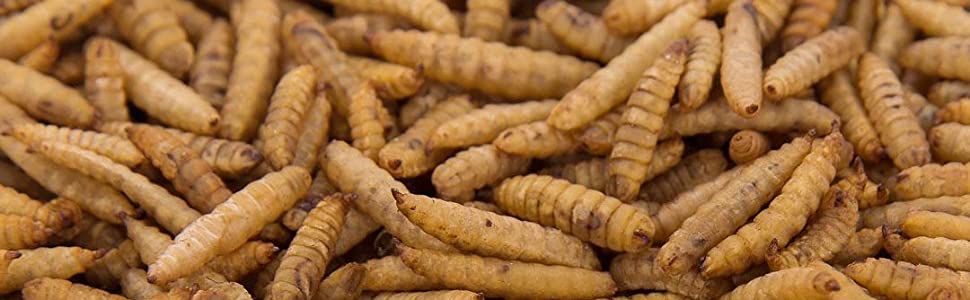 Black Soldier Fly Larvae