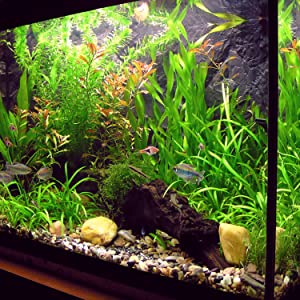 Fish Tank Timer - 24 Hour Plug In Segment Timer