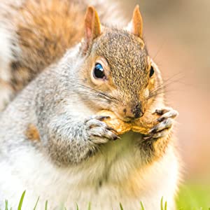 squirrel nut