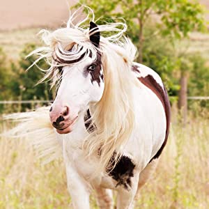 mane and tail spray for horses horse