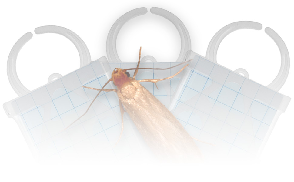 Entopest moth hangers with moth