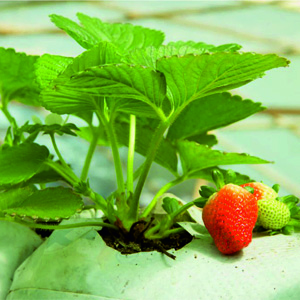 grow bag with strawberries