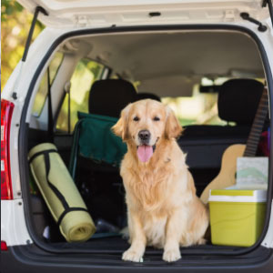 This dog car seat cover for back seat can buckle up to each headrest, adjustable and effortless