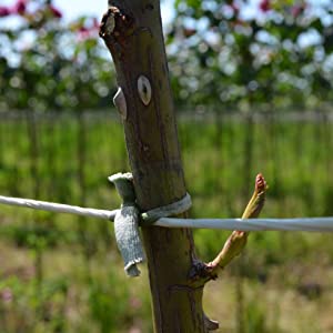 bio stretch supporting a plant without damage to its stem by expanding as the plant ties grows 