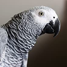 african grey