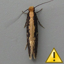 Pale-backed clothes moth