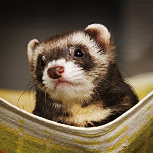 Ferret