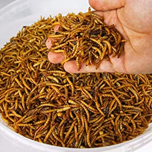 GD Dried Mealworms Tub 4