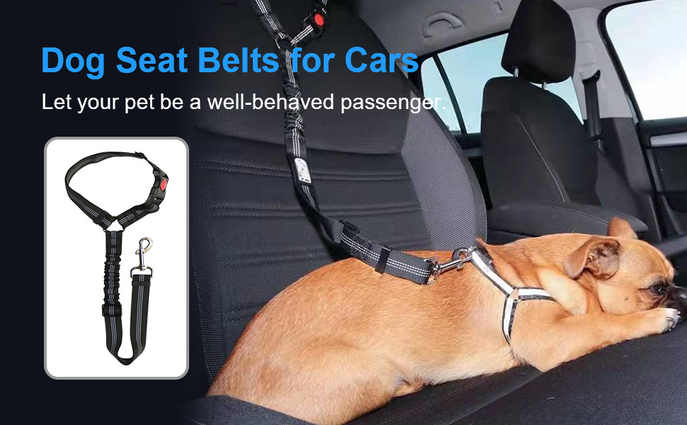 seat belt for dogs in car