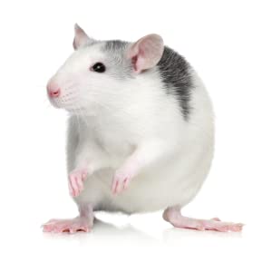 Rat