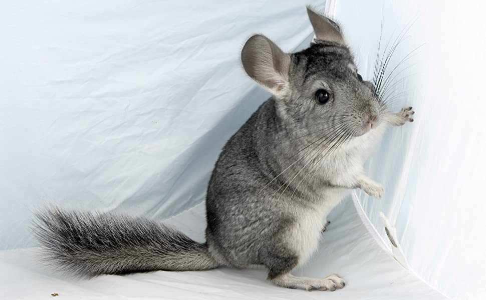 Chinchilla