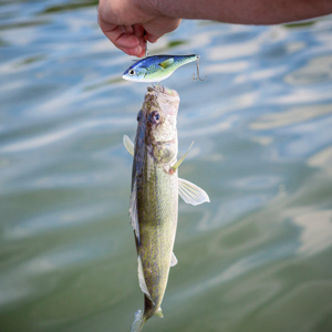 lipless crankbaits