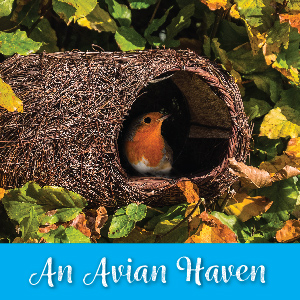 An Avian Haven - created with Simon King. Cosy shelter for small garden birds - robins and wrens.