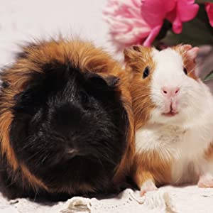 Guinea Pigs