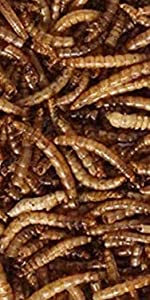 mealworms