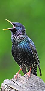 Starling