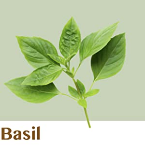 Basil