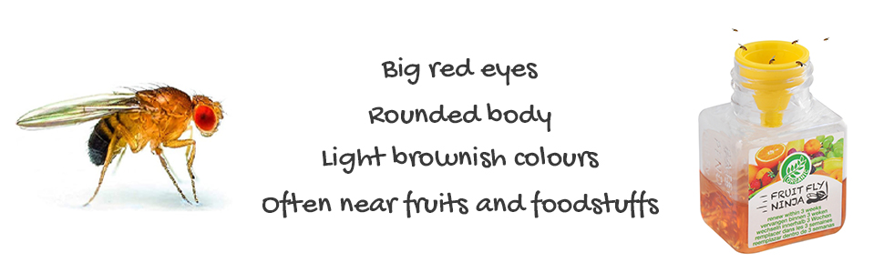 big red eyes, rounded body, light brownish colours, colors, often near fruits and foodstuffs