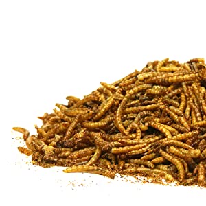 GD Dried Mealworms Tub 1