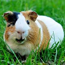 Guinea Pig