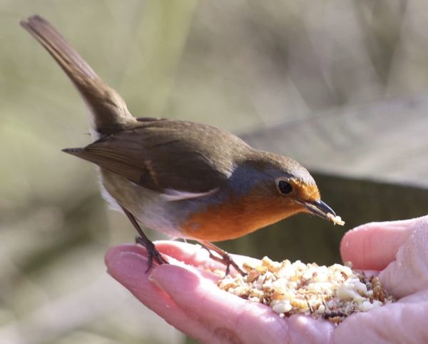 Maltbys' Stores 1904 Limited Dried Mealworms 5kg Premium Insectivorous Wild Bird Food - Image 3