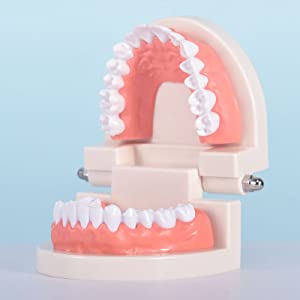 teeth model