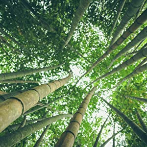 bamboo plants