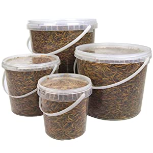 GD Dried Mealworms Tub 2