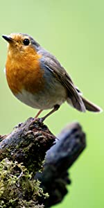 Robin