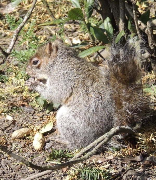 Maltbys' Stores 1904 Limited Peanuts in Shells 5kg Premium Safe Wild Bird Food Monkey Nuts Afflotoxin Free - Image 9