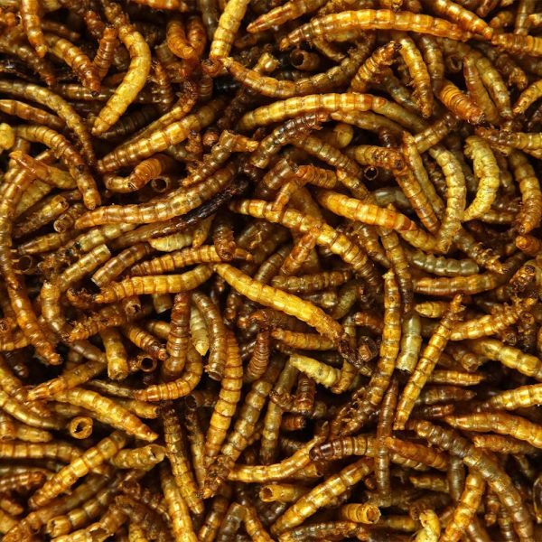 GardenersDream Dried Mealworms | Premium Garden Wild Bird Food Mix Balanced Formula | Protein-Rich, Great Source of Energy | Contains Beneficial Mixed Vitamins | Large Variety (1L Tub) - Image 3