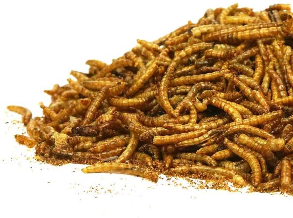 GardenersDream Dried Mealworms | Premium Garden Wild Bird Food Mix Balanced Formula | Protein-Rich, Great Source of Energy | Contains Beneficial Mixed Vitamins | Large Variety (1L Tub) - Image 5