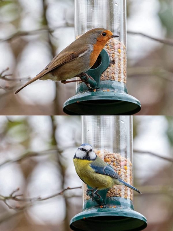 iBorn Bird Feeder Hanging Wild Bird Seed Feeder for Mix Seed Blends, Niger Seed Feeder, Sunflower Heart, Birdbath, Heavy Duty All Metal Green Finishing, Green 8 Inch