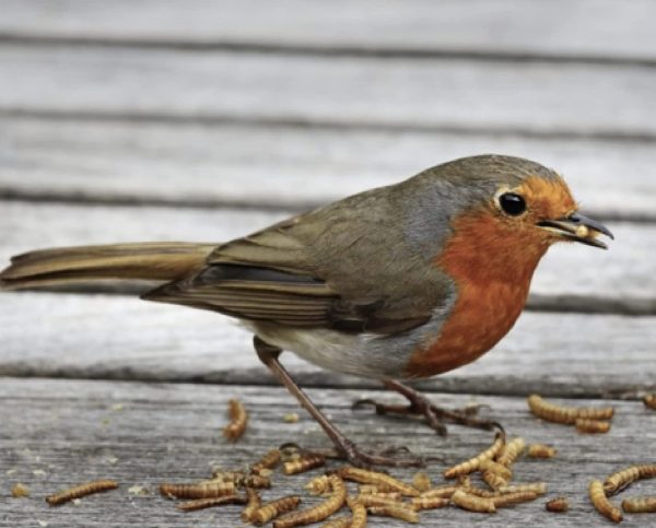 Maltbys' Stores 1904 Limited Dried Calciworms 5kg Premium Wild Bird & Hedgehog Food Higher Calcium Than Mealworms - Image 6