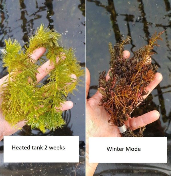 Lincspplants Ceratophyllum (Hornwort) Oxygenating Pond Plant - Native Oxygenator () - Image 3