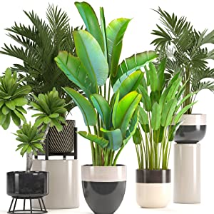 Indoor plants