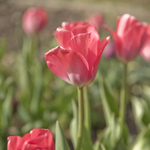 Tulip bulbs