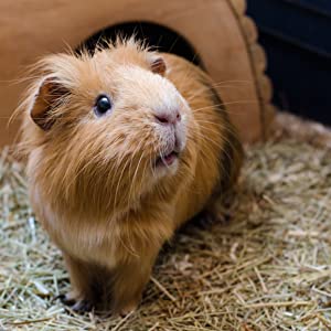 Guinea Pigs