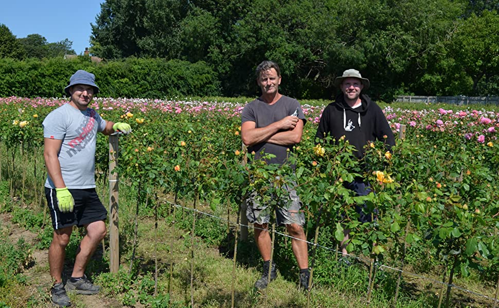 green biostretch plant ties at work supporting standard climbing roses on a commercial rose farm